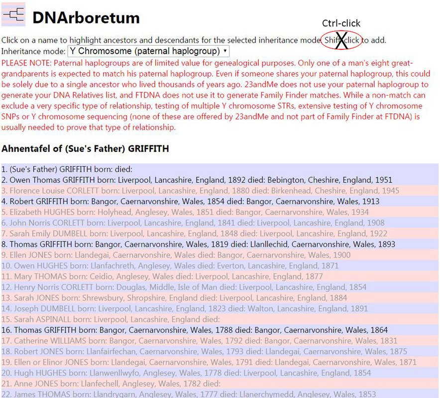 DNArboretum: Y-Chromosome Mode
