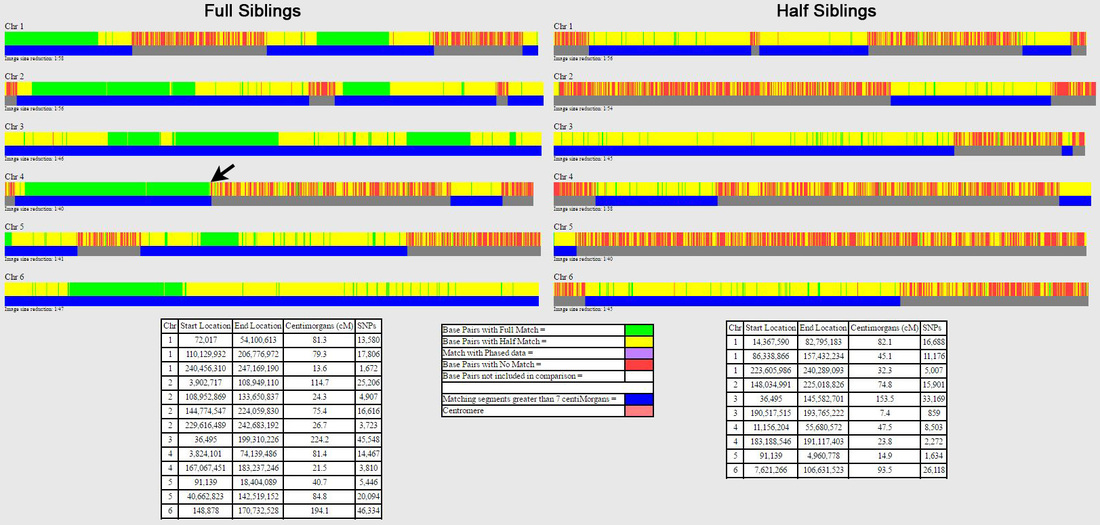 GEDmatch: Full and Half Siblings One-to-One